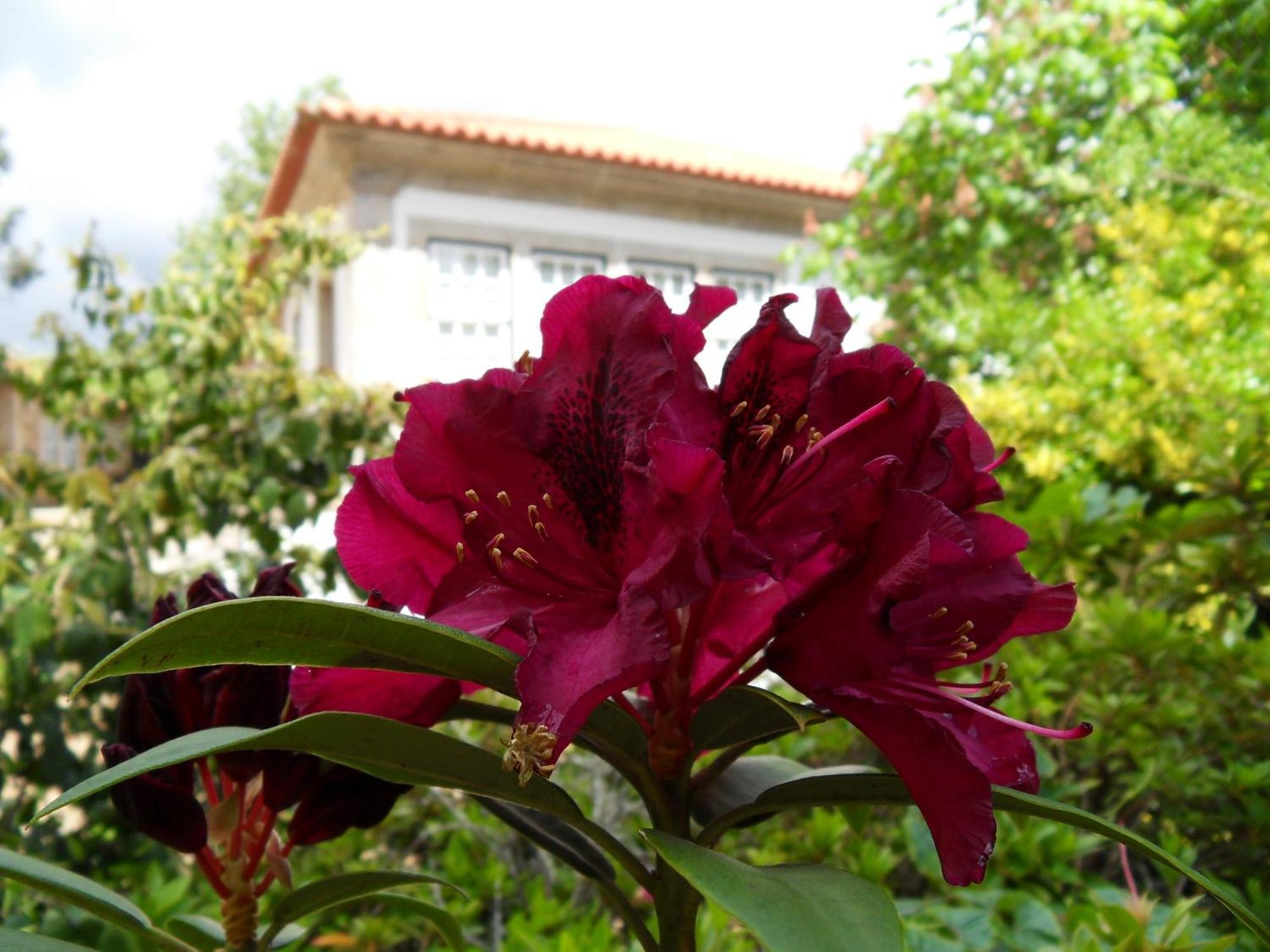 Quinta Do Bento Novo - Casa De Campo - Turismo Rural Viana do Castelo Bagian luar foto